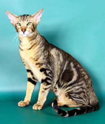 http://www.catori.ru/litters/foto111228/kris/t_cat_kris3.jpg