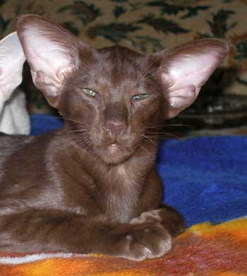 Oriental black male kitten