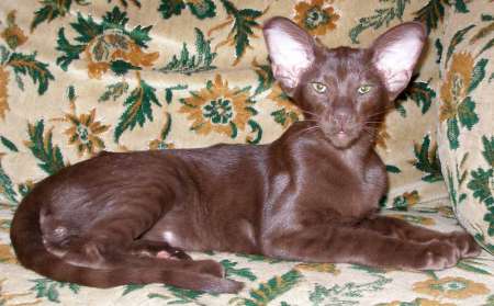 Oriental black male kitten