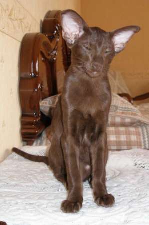 Oriental black male kitten