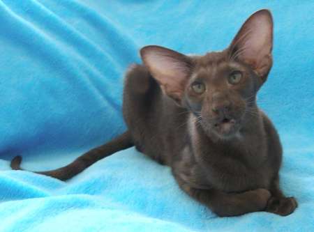 Oriental black male kitten