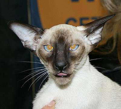 Siamese seal-point male kitten