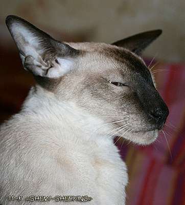 Siamese seal-point male kitten