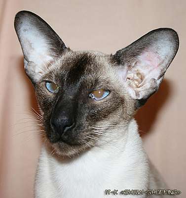 Siamese seal-point male kitten