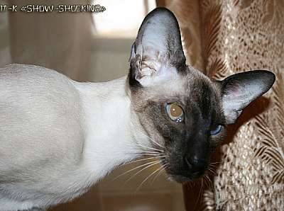 Siamese seal-point male kitten