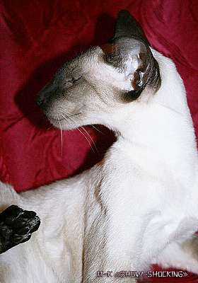 Siamese seal-point male kitten