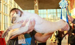 Ayusha at the International Cat Show in Astana, Kazakhstan 24-25 September 2011