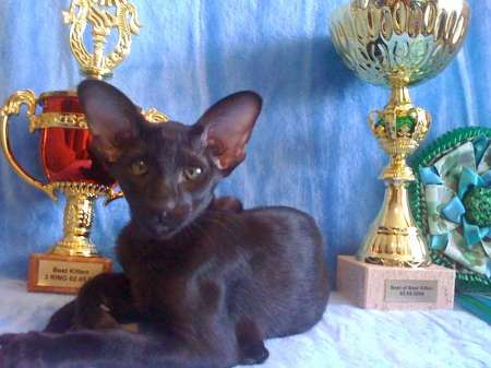 Oriental black female kitten