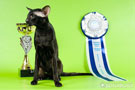 Elliot Dixie Catori at the International Cat Show in Sochi, Russia at 7-8 January 2012