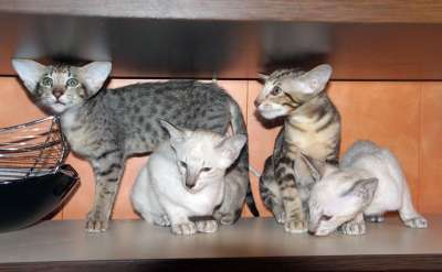 Oriental kittens