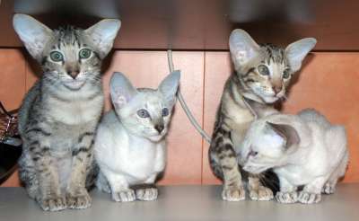 Oriental kittens