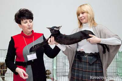 Oriental black male cat