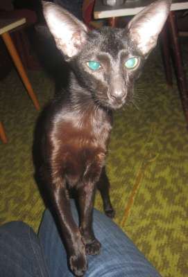 Oriental black female kitten