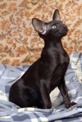 Oriental black female kitten