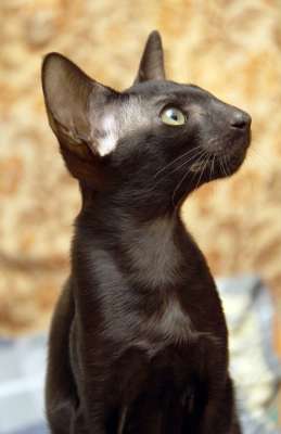 Oriental black female kitten