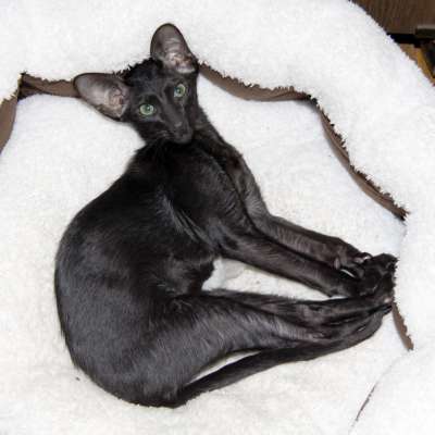 Oriental black female kitten