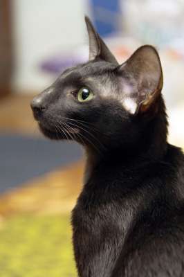 Oriental black female kitten