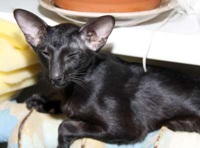 Oriental black female kitten