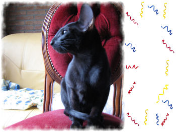 Neena Bi Catori, oriental black female cat (ORI n)