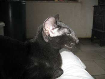 Neena Bi Catori, oriental black female cat (ORI n)