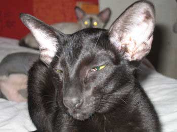 Neena Bi Catori, oriental black female cat (ORI n)