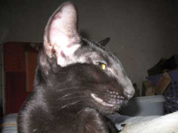 Neena Bi Catori, oriental black female cat (ORI n)