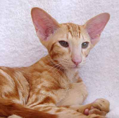 Nemiroff Bi Catori, oriental red marble male cat (ORI d 22)