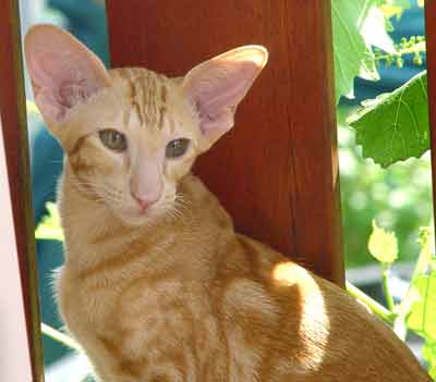 Nemiroff Bi Catori, oriental red marble male cat (ORI d 22)