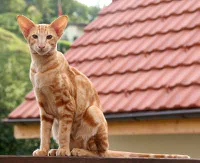 Nemiroff Bi Catori, oriental red marble male cat (ORI d 22)