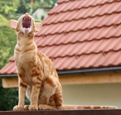 Nemiroff Bi Catori, oriental red marble male cat (ORI d 22)