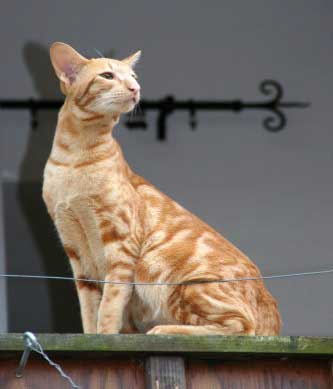 Nemiroff Bi Catori, oriental red marble male cat (ORI d 22)