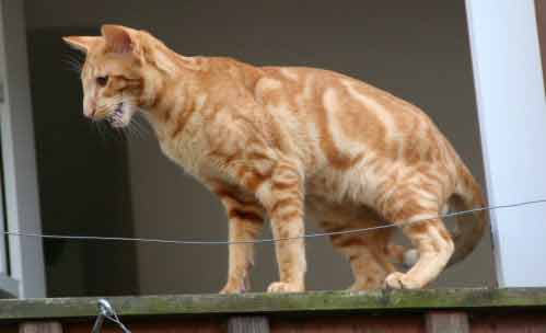 Nemiroff Bi Catori, oriental red marble male cat (ORI d 22)