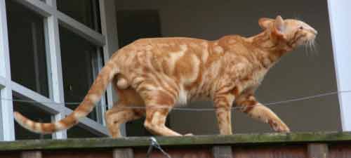 Nemiroff Bi Catori, oriental red marble male cat (ORI d 22)