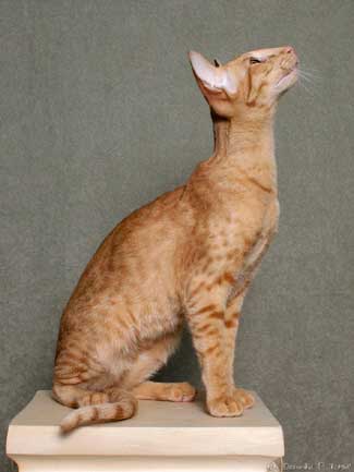 Newton Bi Catori, oriental red spotted male cat (ORI d 24)