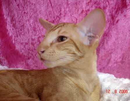 Newton Bi Catori, oriental red spotted male cat (ORI d 24)