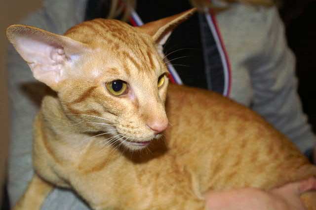 Newton Bi Catori, oriental red spotted male cat (ORI d 24)