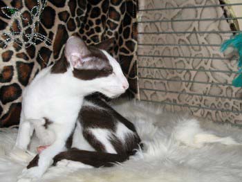 Oriental chocolate bicolor male kitten