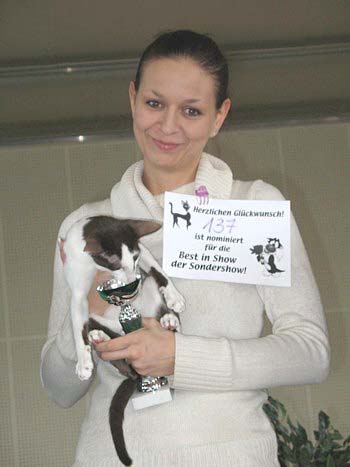 Richard Fleur Catori, oriental chocolate bicolor male cat, with Christina