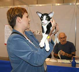 Rodger Fleur Catori, oriental black bicolor male cat, with Mila