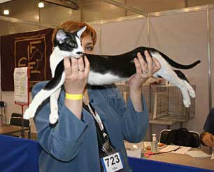 Rodger Fleur Catori, oriental black bicolor male cat, with Mila