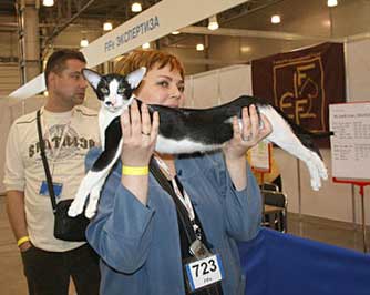 Rodger Fleur Catori, oriental black bicolor male cat, with Mila