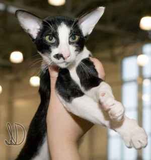 Rodger Fleur Catori, oriental black bicolor male cat