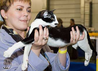 Rodger Fleur Catori, oriental black bicolor male cat, with Mila