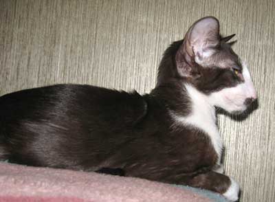 Oriental chocolate bicolor male kitten