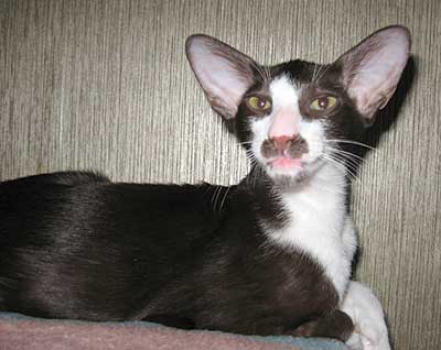 Oriental chocolate bicolor male kitten