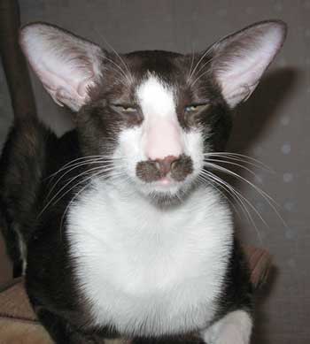 Oriental chocolate bicolor male kitten