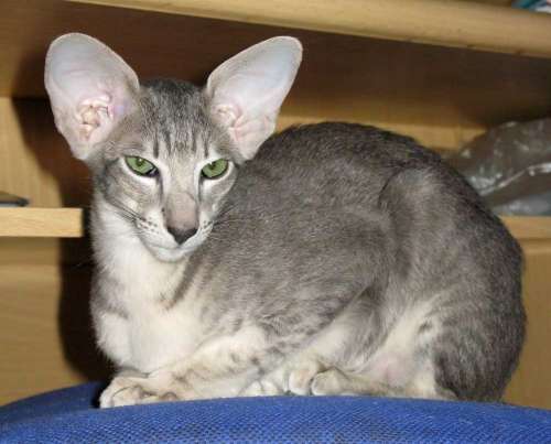 Symon Fleur Catori, oriental blue spotted male cat