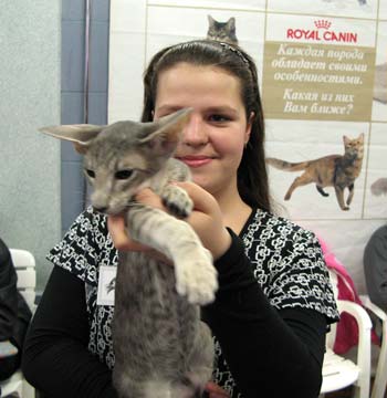 Symon Fleur Catori, oriental blue spotted male cat