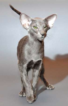 Felitan Austin (ORI a), oriental male cat