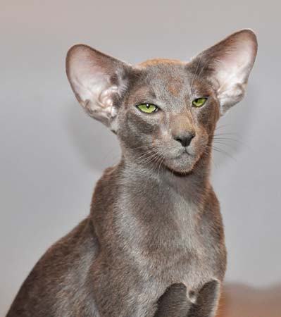 Felitan Austin (ORI a), oriental male cat